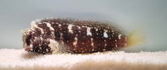 Salarias ramosus