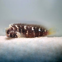 Salarias ramosus