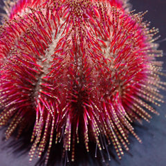 Salmacis bicolor