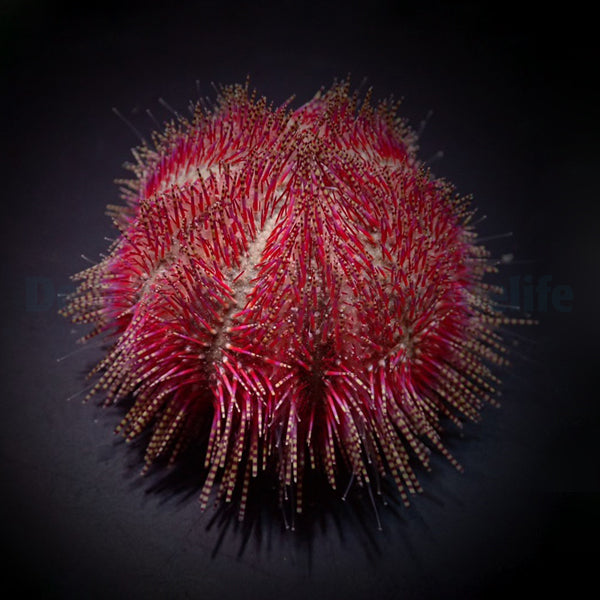 Salmacis bicolor