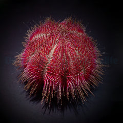 Salmacis bicolor