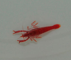 Sandimenes hirsutus