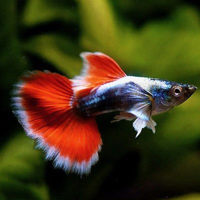 Poecilia ret.   Guppy Santa Claus M