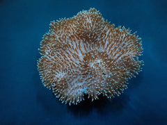 Sarcophyton spp.