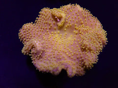 Sarcophyton spp. (Yellow) (Fiji-Tonga)