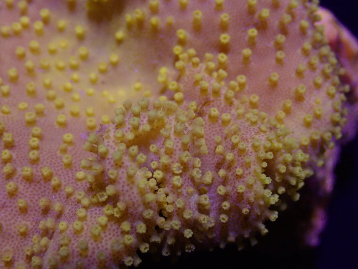 Sarcophyton spp. (Yellow) (Fiji-Tonga)