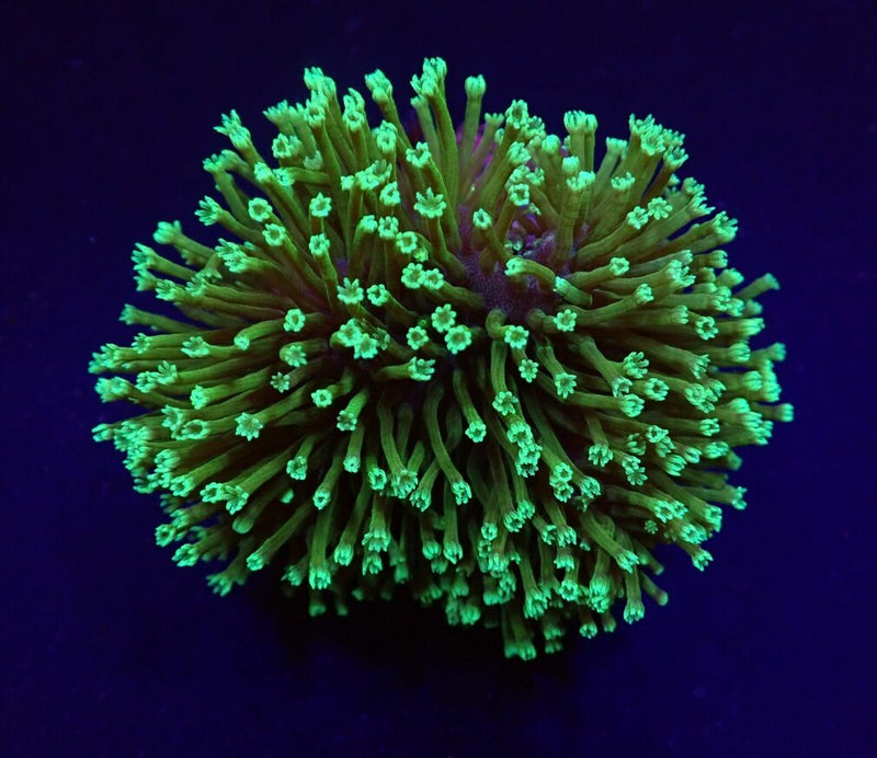 Sarcophyton spp. (Fluor Green)