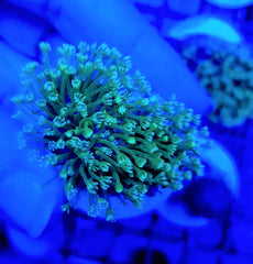 Sarcophyton spp. (frag)