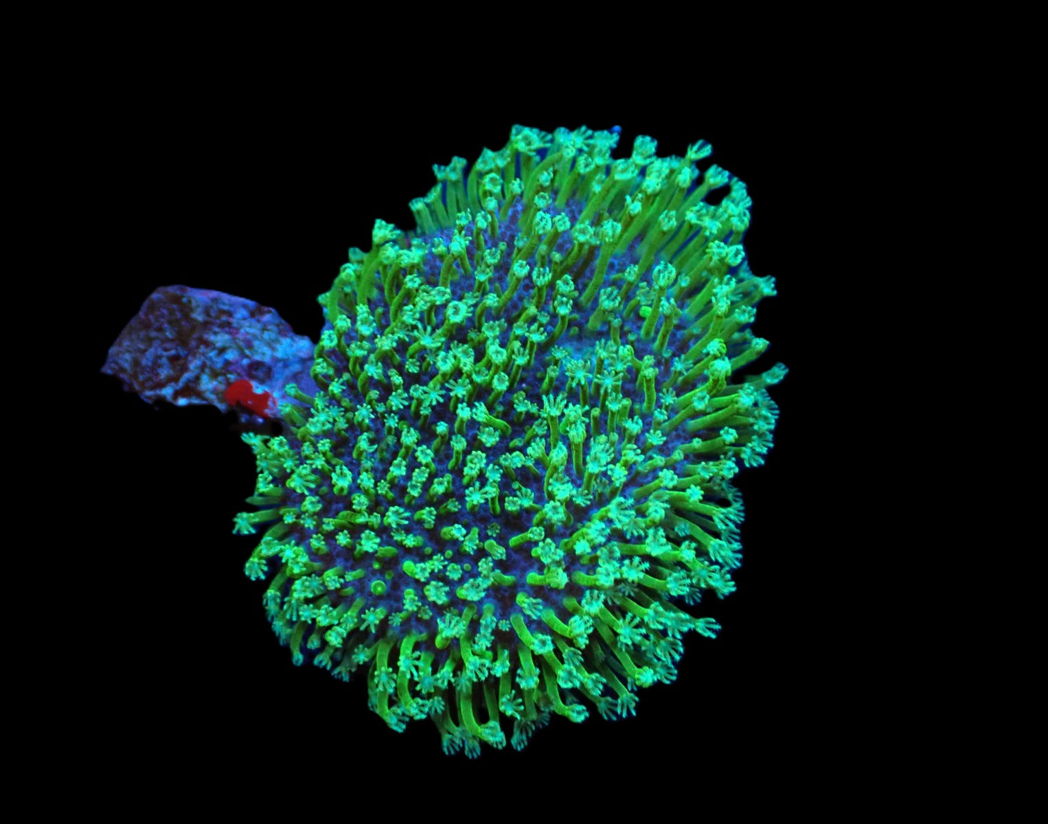 Sarcophyton spp. (frag)