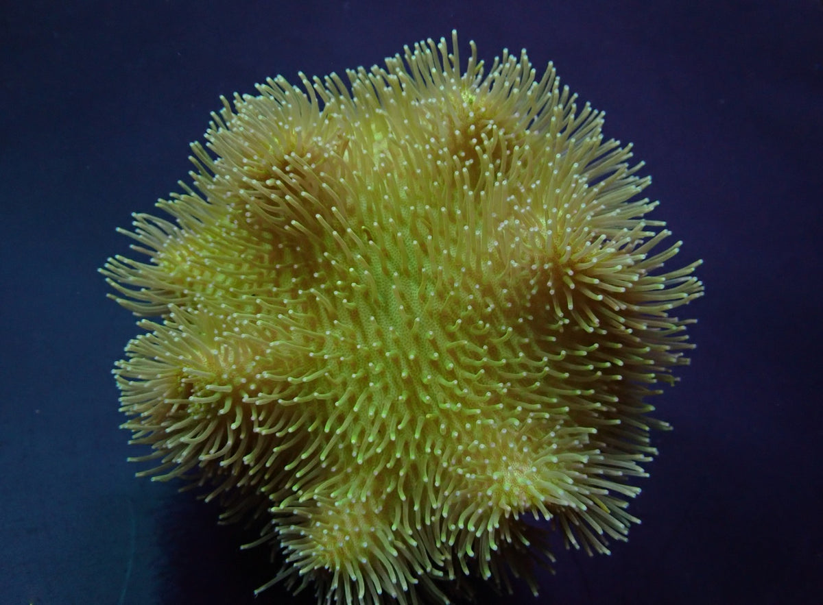 Sarcophyton spp. (Yellow)