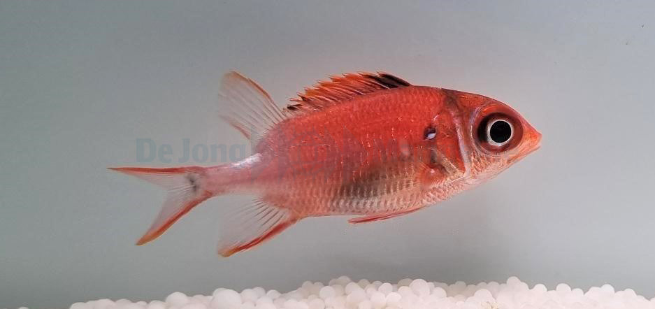 Sargocentron caudimaculatum