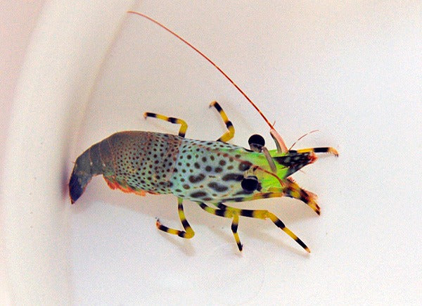 Saron inermis (Female)