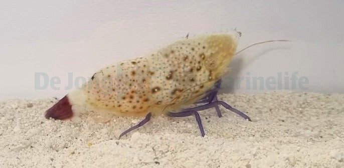 Saron rectirostris (Female)