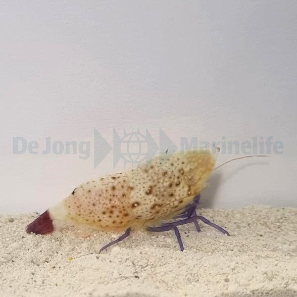 Saron rectirostris (Female)