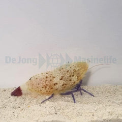 Saron rectirostris (Female)