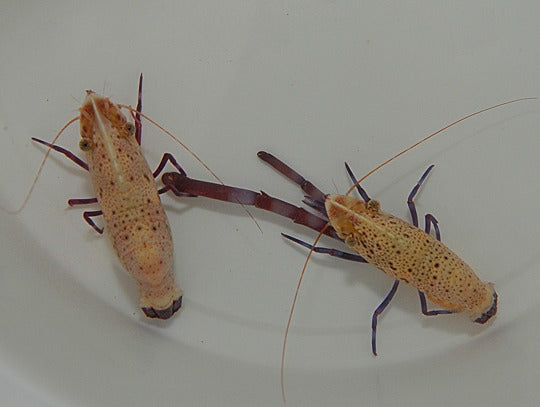 Saron rectirostris (Pair)