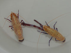 Saron rectirostris (Pair)