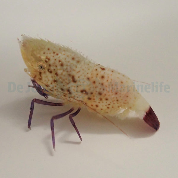 Saron rectirostris (Female)