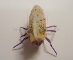 Saron rectirostris (Female)