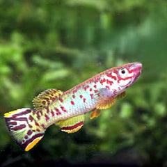 Aphyosemion scheeli
