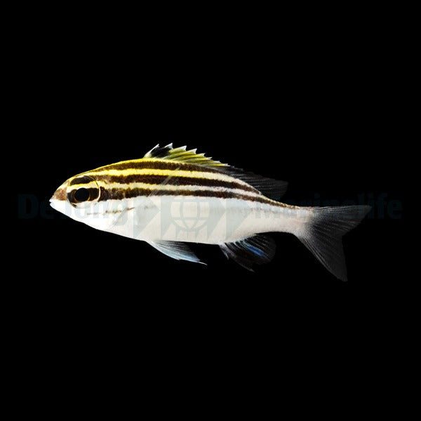 Scolopsis bilineata