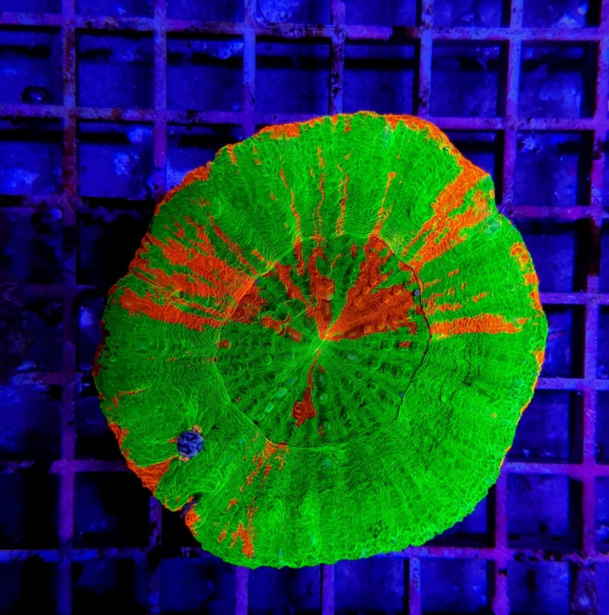 Scolymia australis (Bleeding Apple)