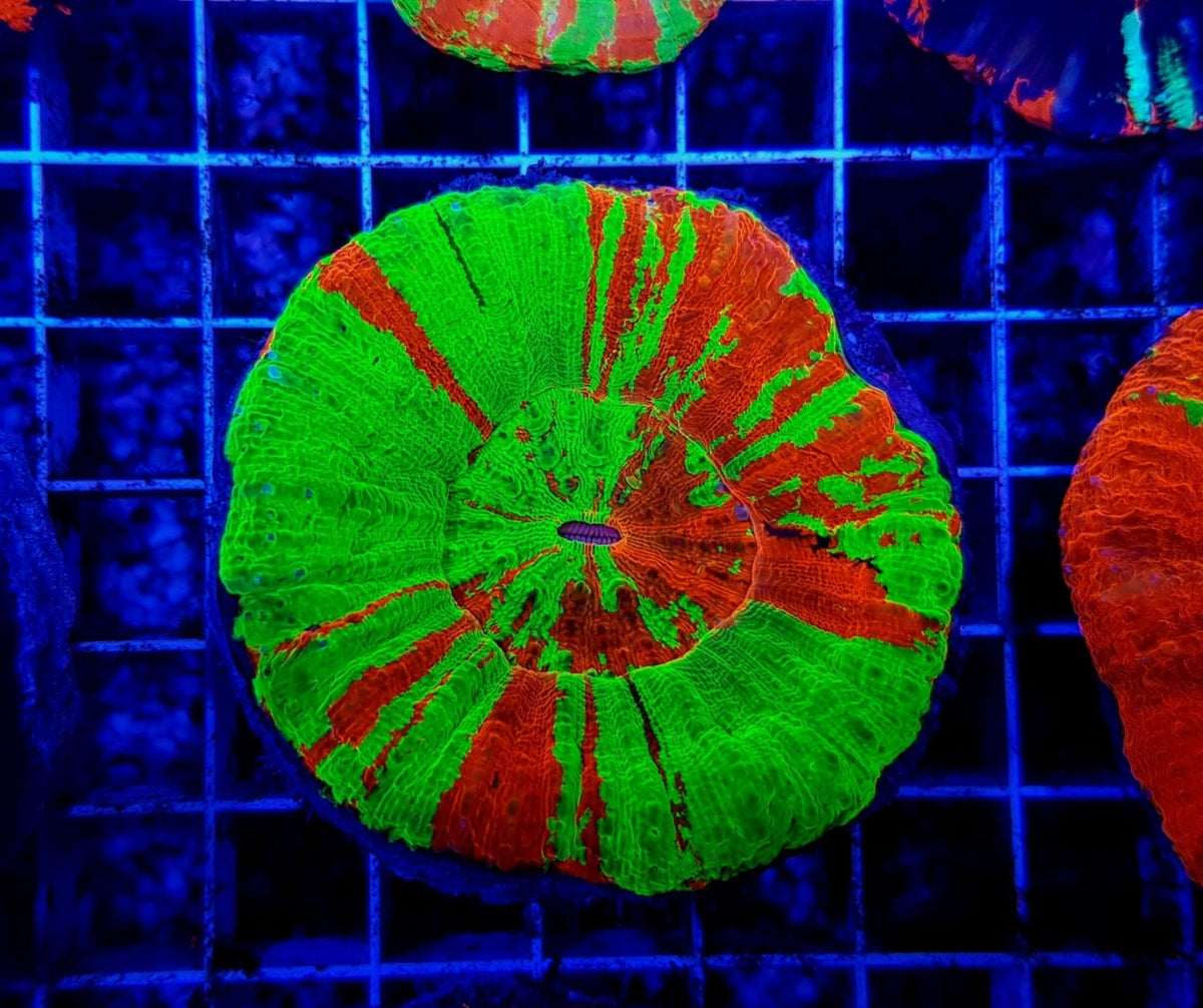 Scolymia australis (Bleeding Apple)