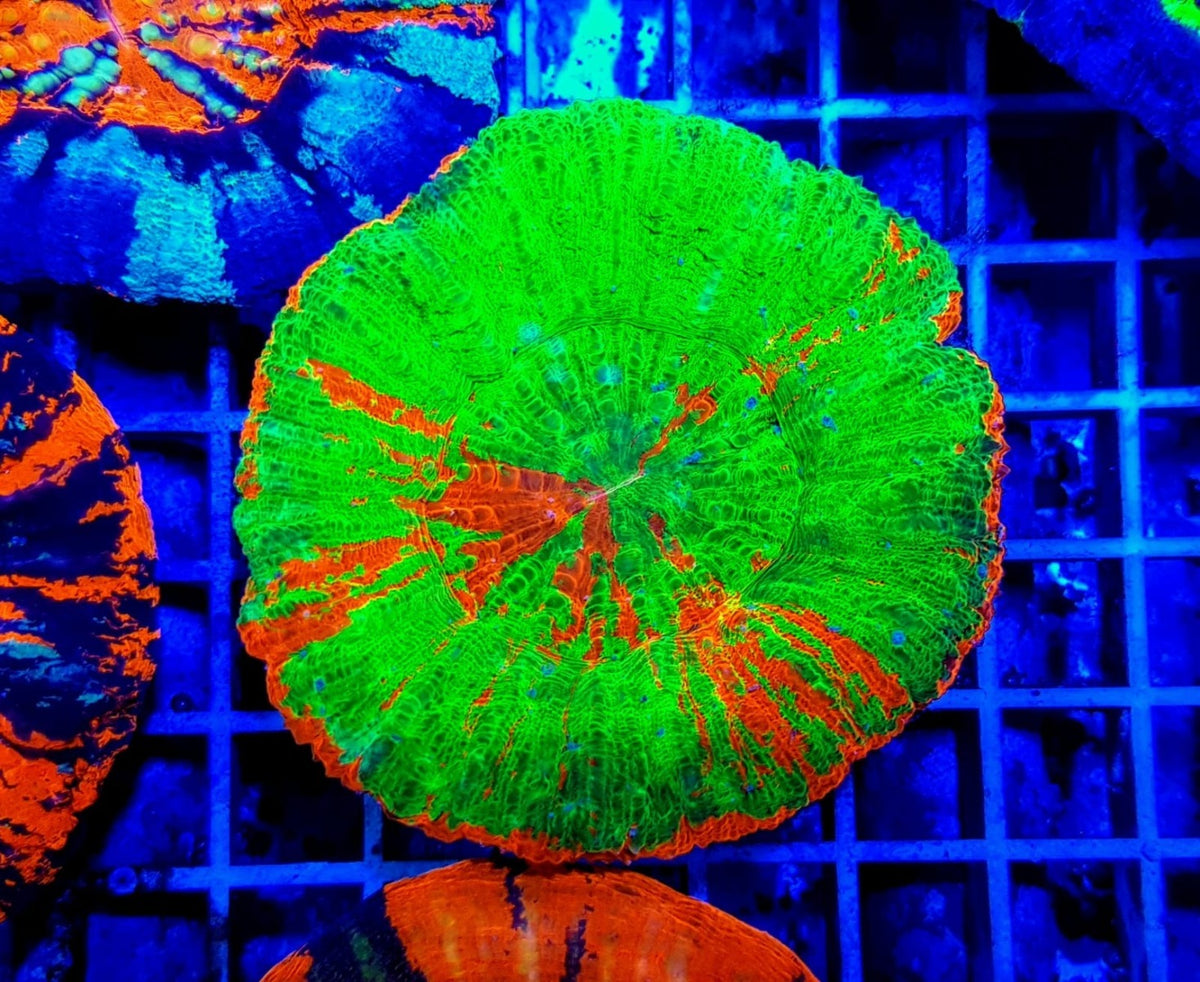 Scolymia australis (Bleeding Apple)