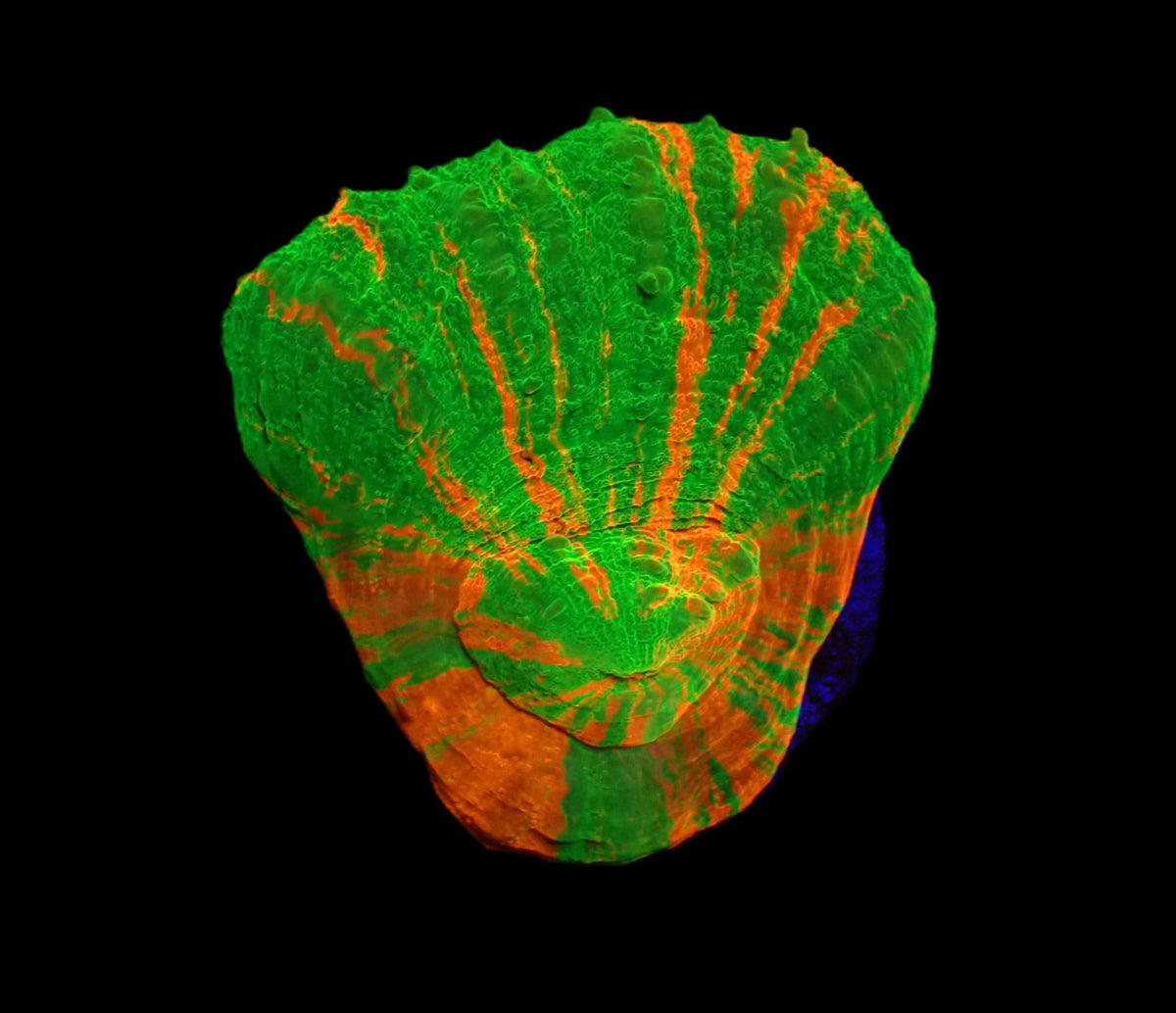 Scolymia australis (Bleeding Apple) (frag) o 057