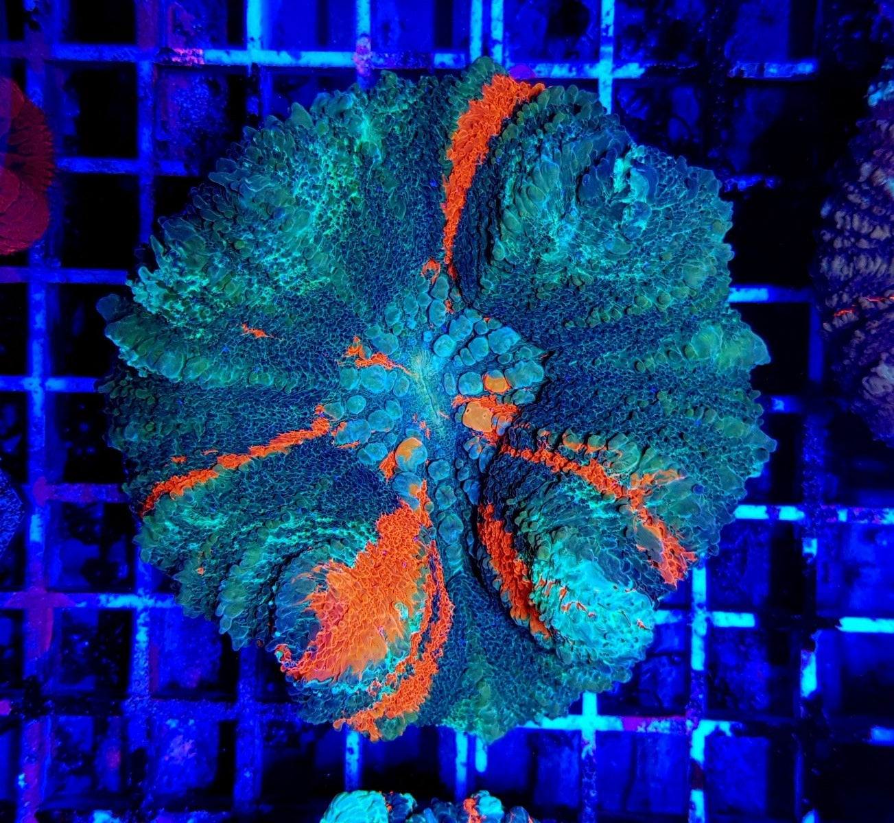 Scolymia australis (Bleeding Apple) (Grade B)