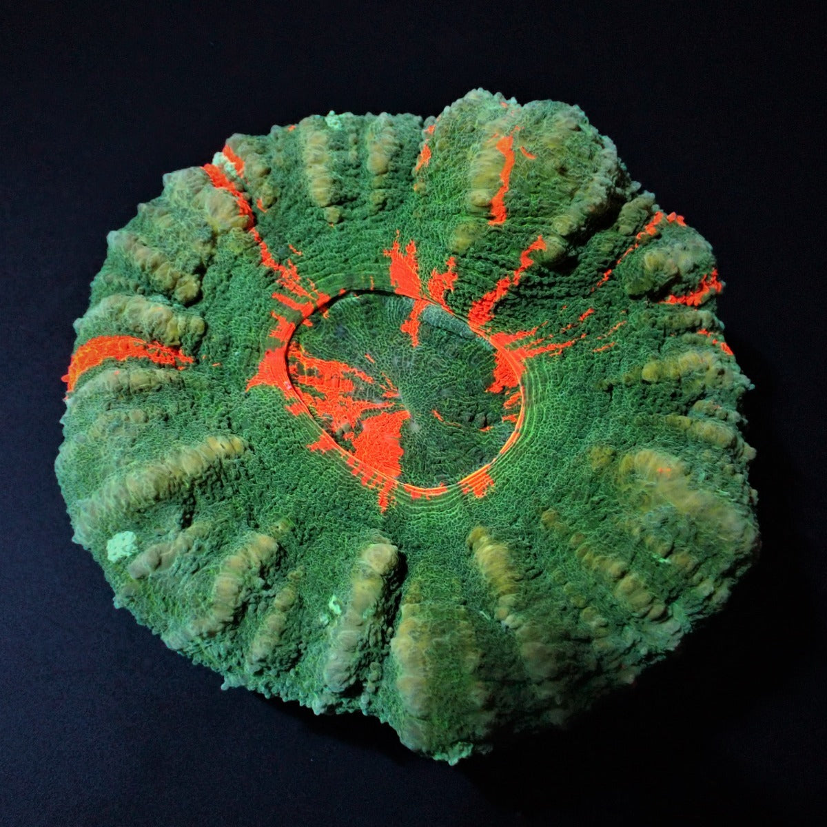 Scolymia australis (Bleeding Apple) (Grade B)