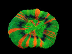 Scolymia australis (Master Grade) pb 400