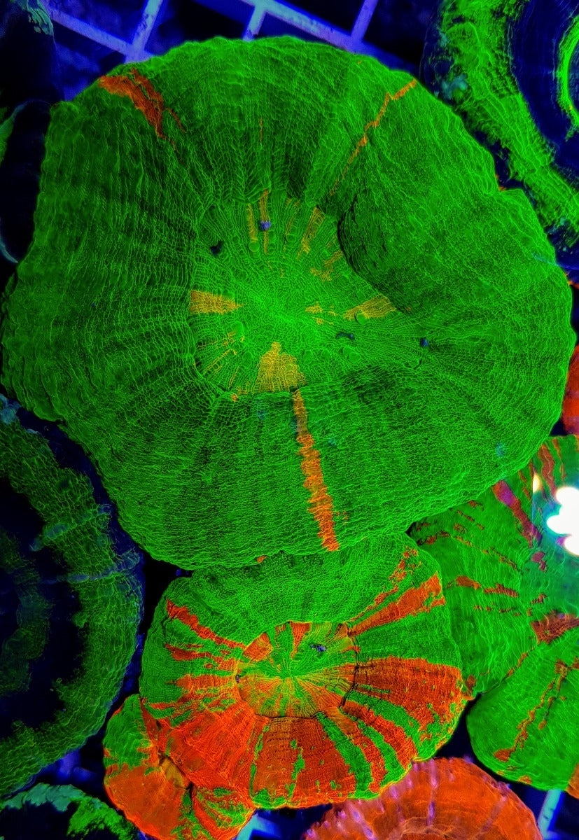 Scolymia australis (Premium)