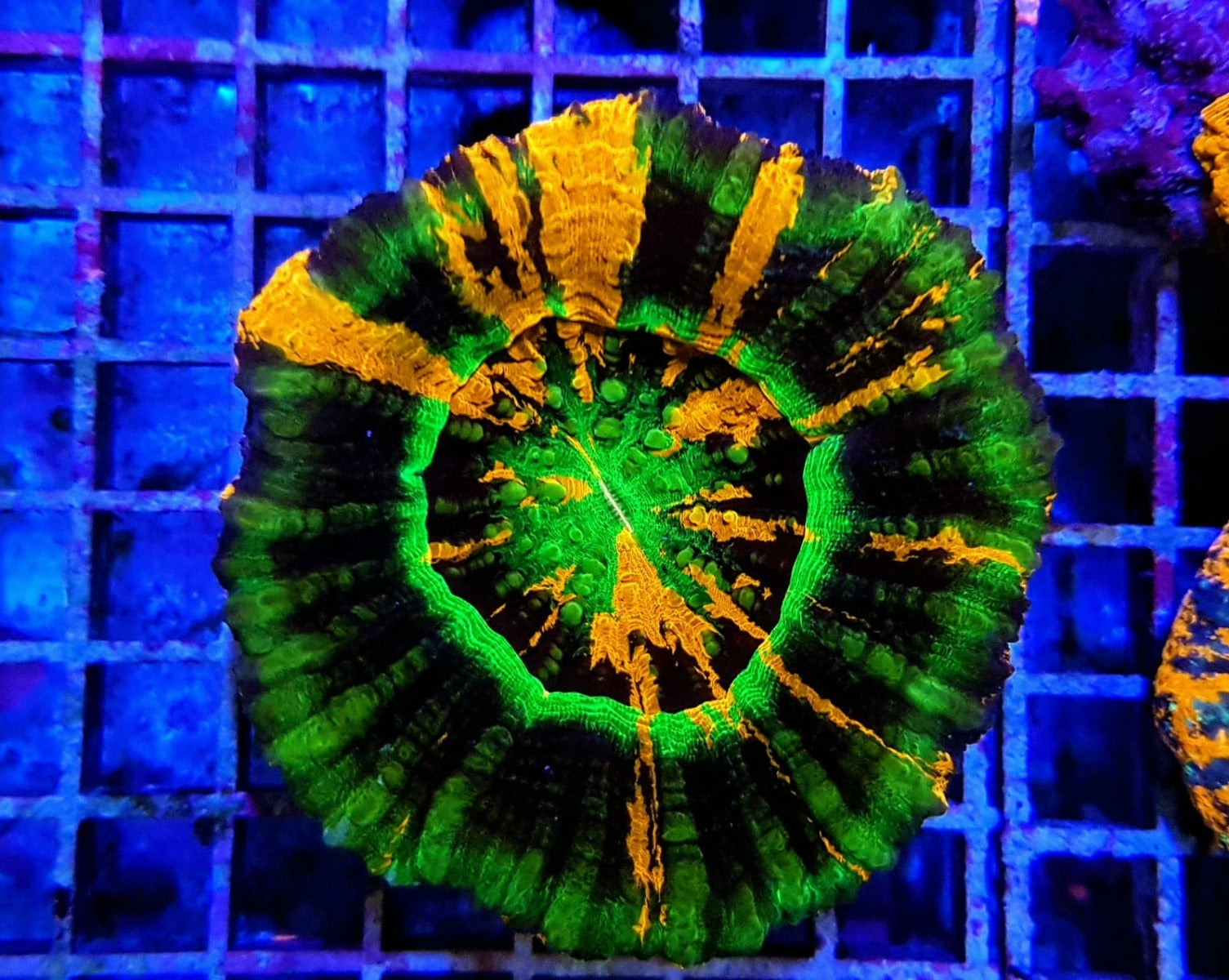 Scolymia australis (Premium)