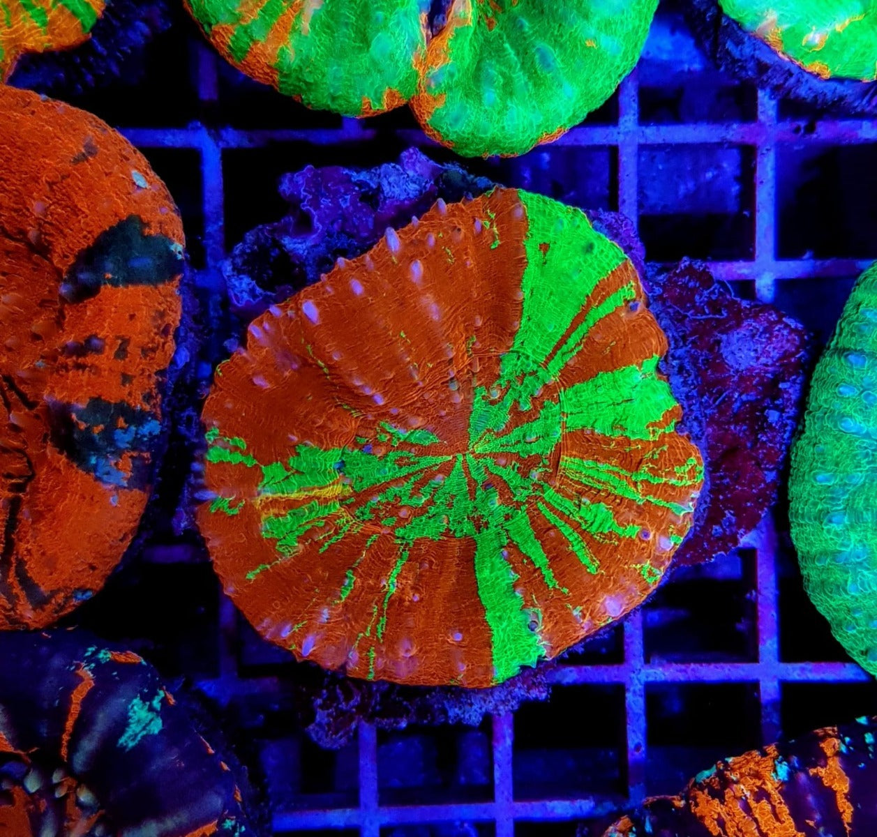 Scolymia australis (Reverse Bleeding Apple)