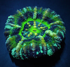 Scolymia australis (Ufo) (Premium)