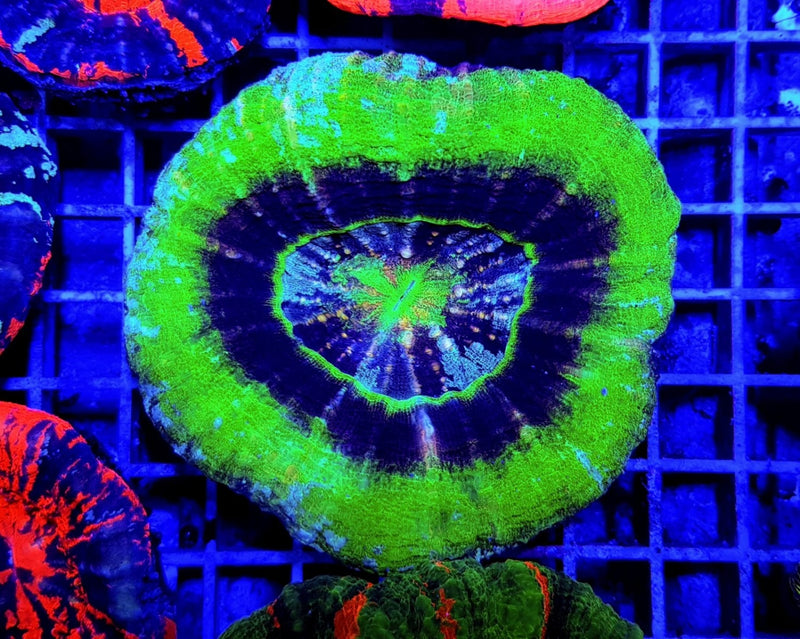 Scolymia australis (Ufo) (Premium)