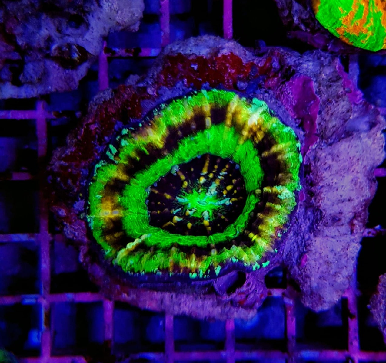 Scolymia australis (Ufo) (Premium)