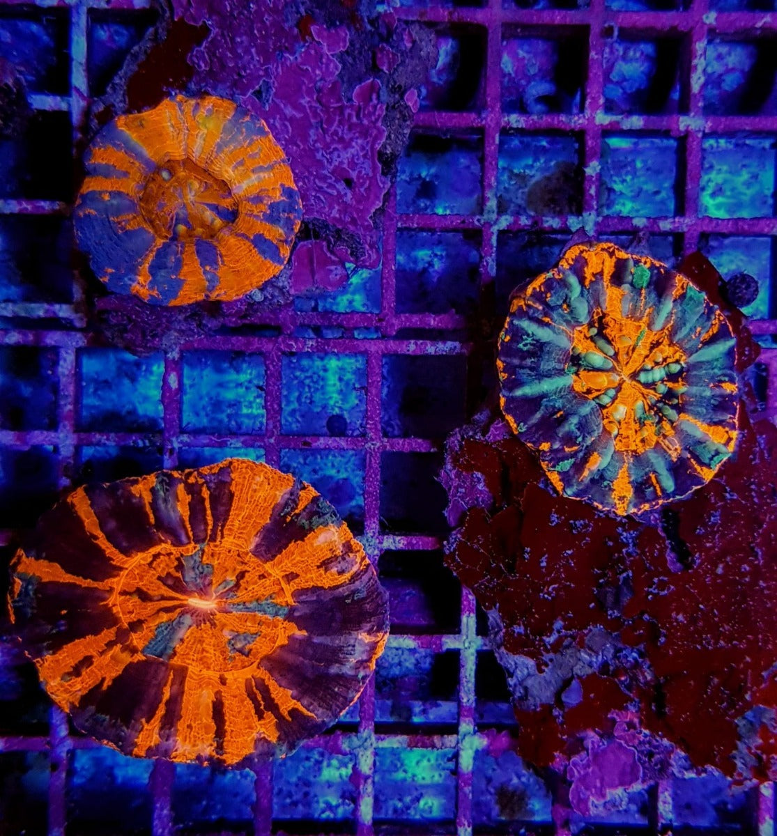 Scolymia australis (War Paint)