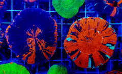 Scolymia australis (War Paint)