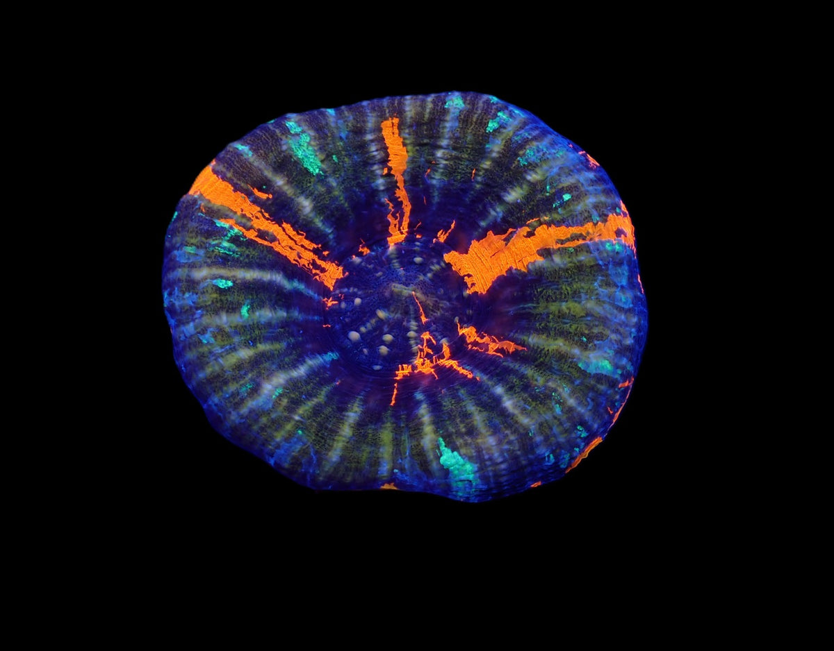 Scolymia australis (War Paint) (Grade B)