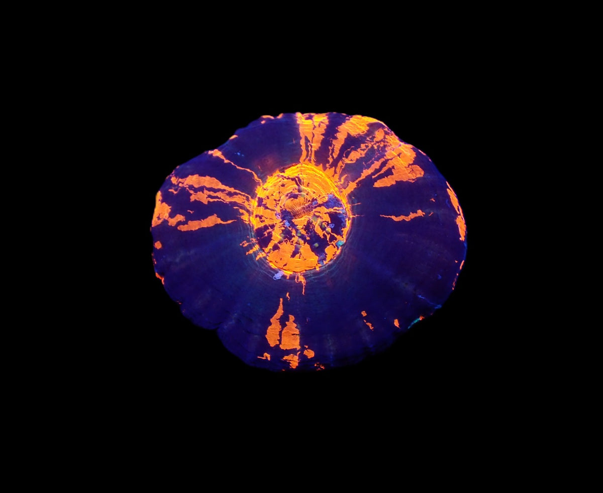 Scolymia australis (War Paint) (Grade B)