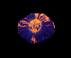 Scolymia australis (War Paint) (Grade B)