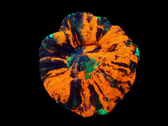 Scolymia australis (War Paint) pb 216