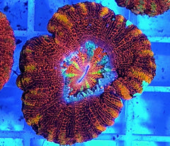 Scolymia spp. (Crocodile Isl.) (Premium)