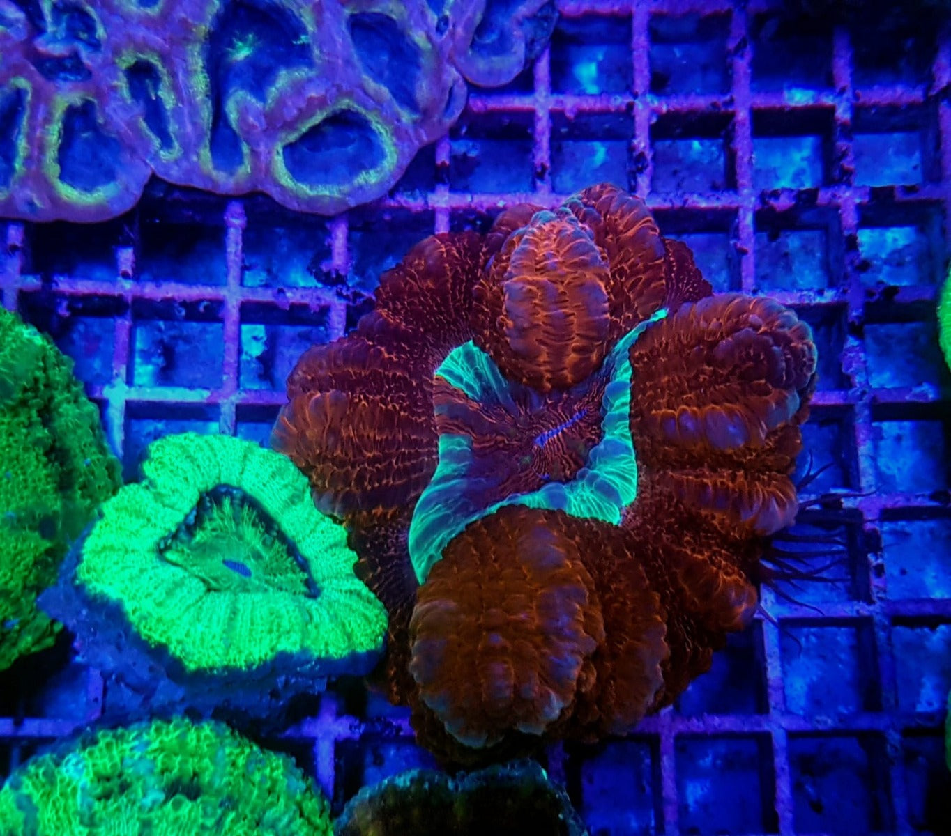 Scolymia spp. (Crocodile Isl.) (Premium)
