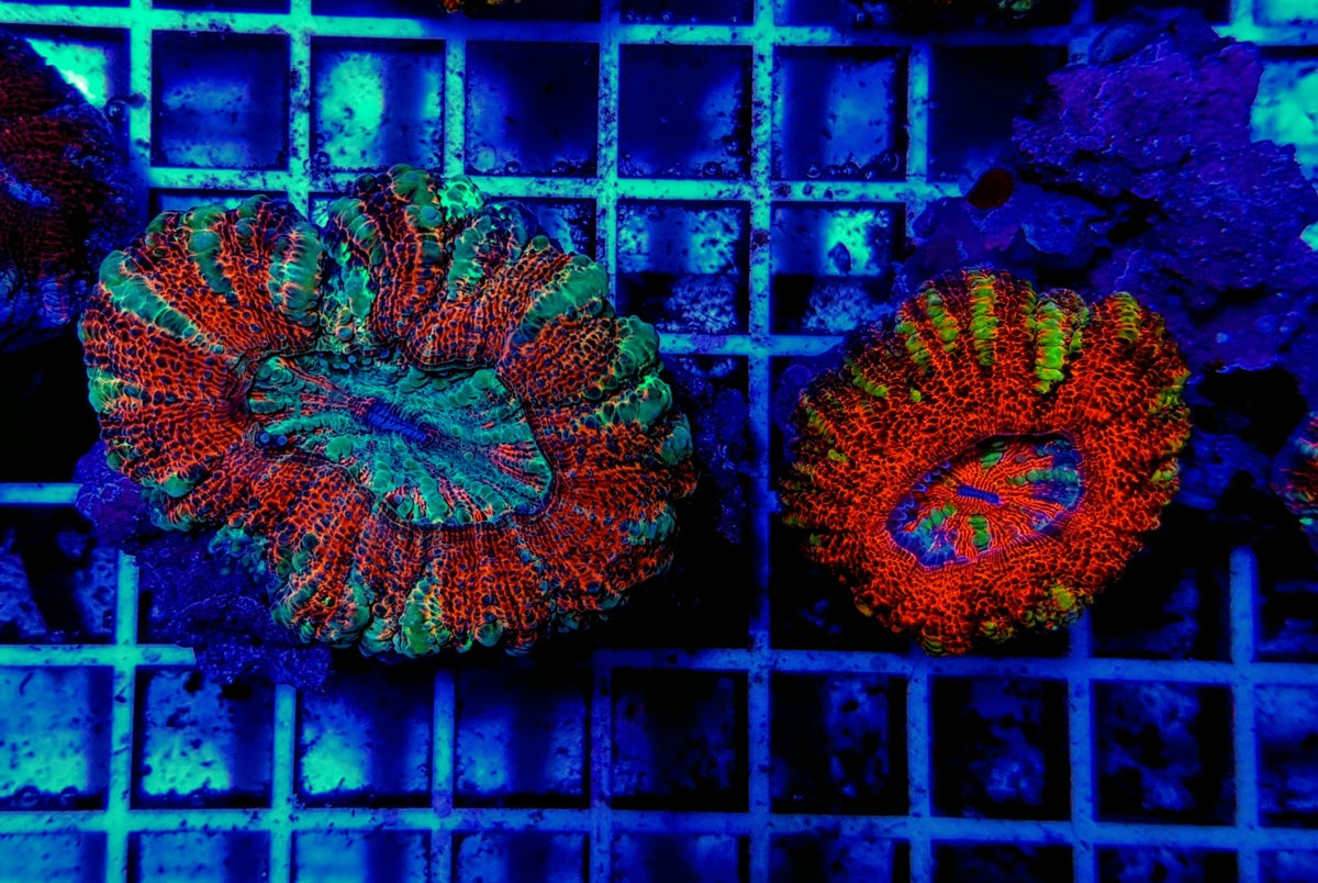 Scolymia spp. (Crocodile Isl.) (Premium)