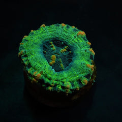 Scolymia spp. (Crocodile Isl.) (Premium)