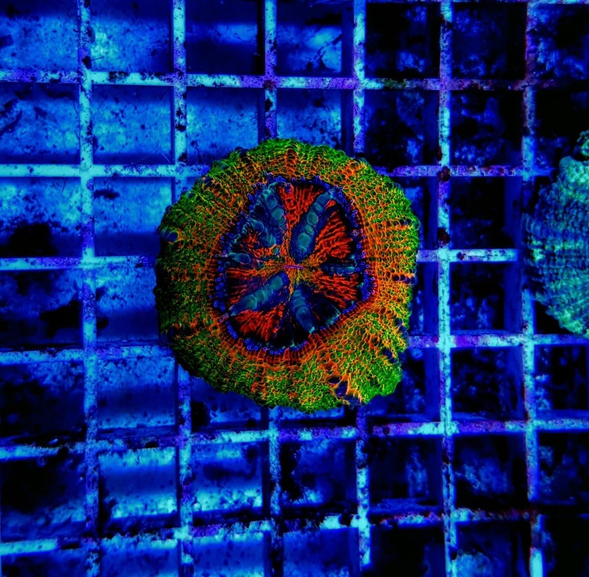 Scolymia spp. (Crocodile Isl.) (Ultra)