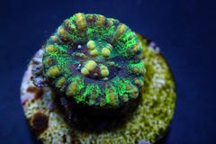 Scolymia spp. (WA) (Mini)